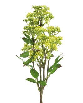 ענף שזיף יפני
